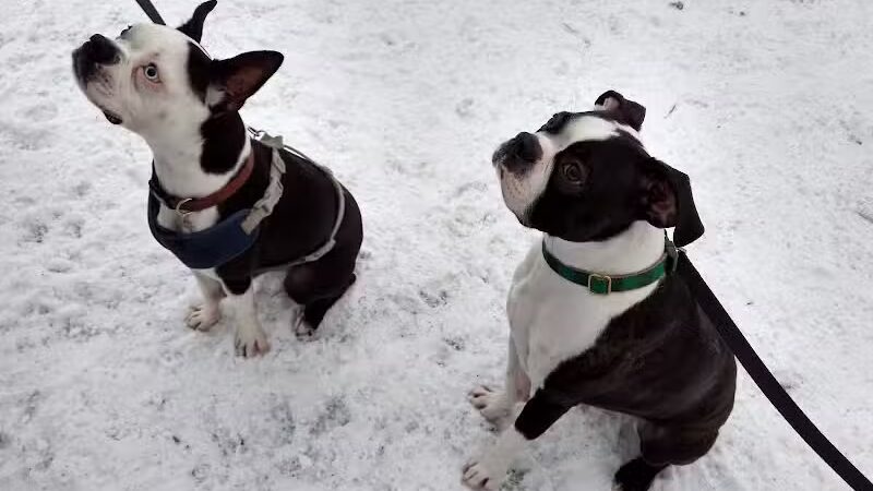 Plymouth Dog Park - Plymouth,