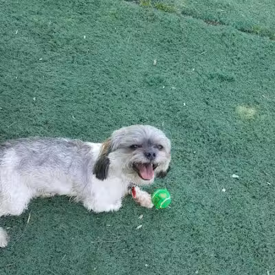 Plymouth Dog Park - Plymouth,