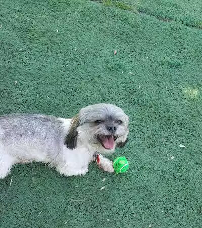 Plymouth Dog Park - Plymouth,