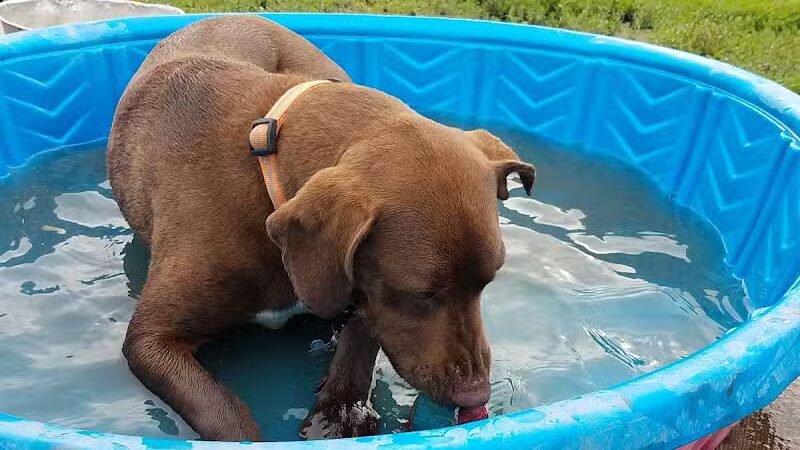 Plymouth Dog Park - Plymouth,