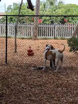 Happy Tails Dog Park - Ponce Inlet - Ponce Inlet, FL