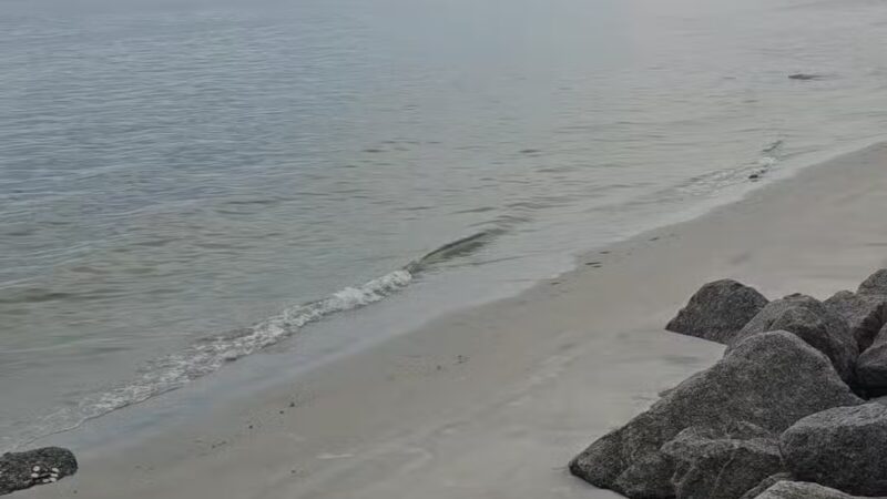 Ponce Inlet Dog Beach - Ponce Inlet, FL