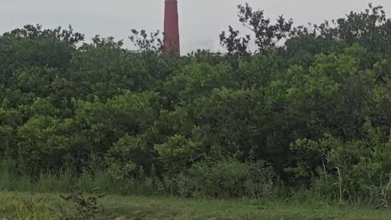 Ponce Inlet Dog Beach - Ponce Inlet, FL
