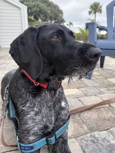 DogBeach - Ponte Vedra Beach, FL