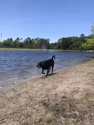 Davis Park Dog Run - Ponte Vedra Beach, FL