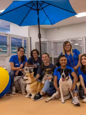 DogBeach - Ponte Vedra Beach, FL