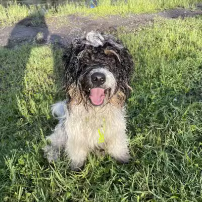 Trails for Tails - Ponte Vedra Beach, FL