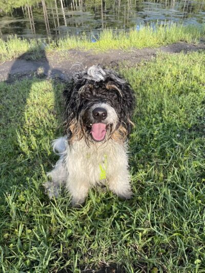 Trails for Tails - Ponte Vedra Beach, FL