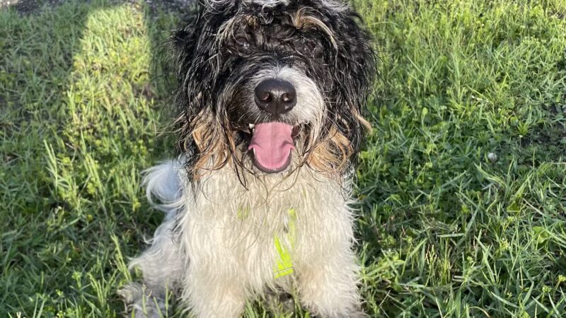 Trails for Tails - Ponte Vedra Beach, FL