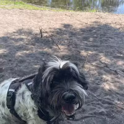 Trails for Tails - Ponte Vedra Beach, FL