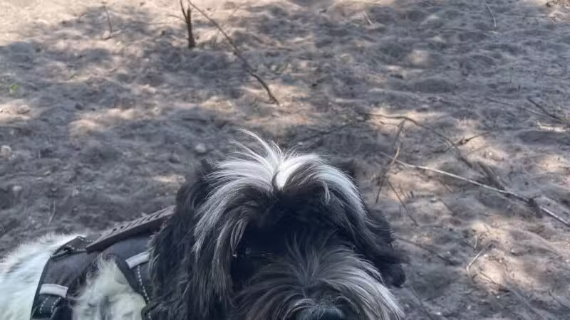 Trails for Tails - Ponte Vedra Beach, FL
