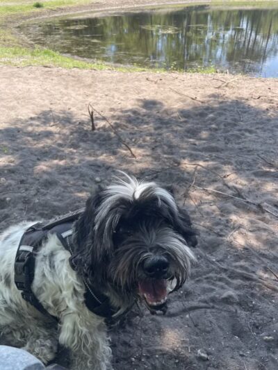 Trails for Tails - Ponte Vedra Beach, FL