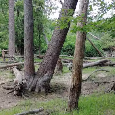 Clinton River Trail, Pontiac - Pontiac, MI