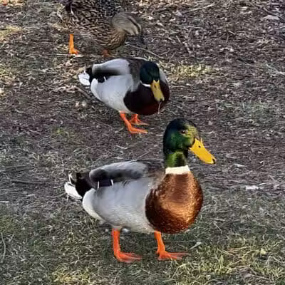 Dawson Pond Park - Pontiac, MI