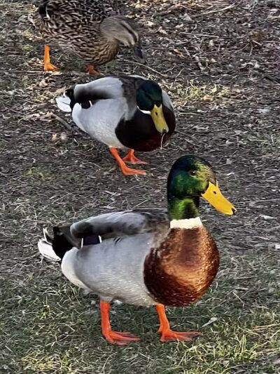 Dawson Pond Park - Pontiac, MI