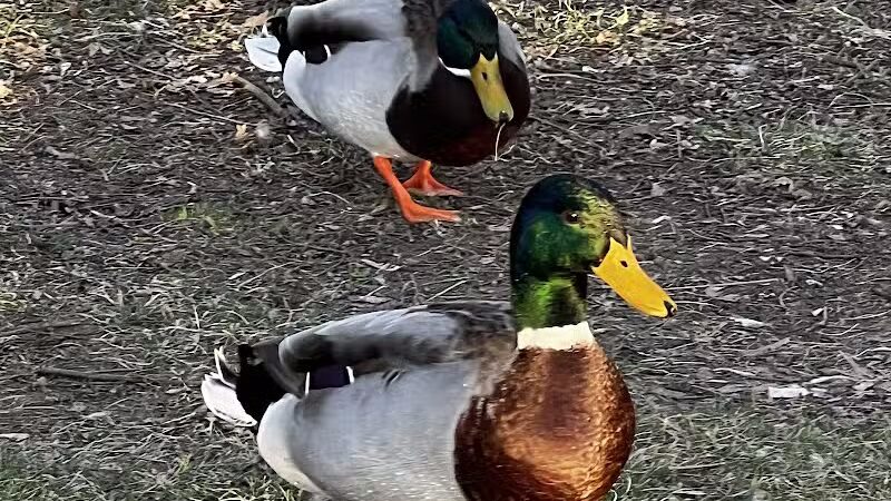 Dawson Pond Park - Pontiac, MI