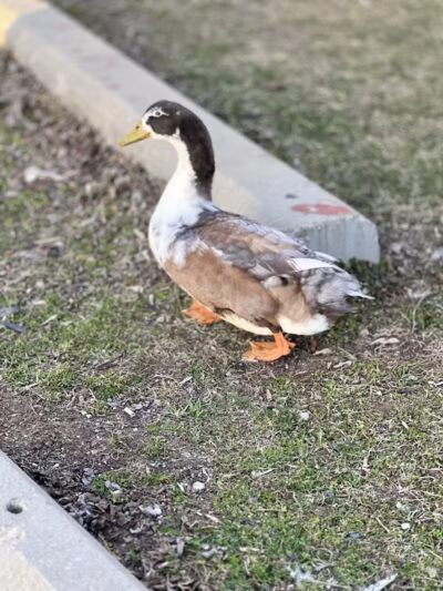 Dawson Pond Park - Pontiac, MI