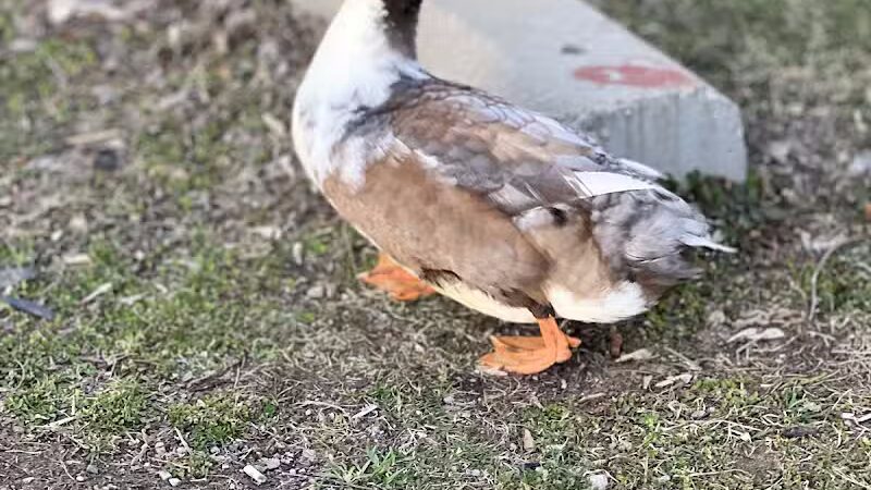Dawson Pond Park - Pontiac, MI