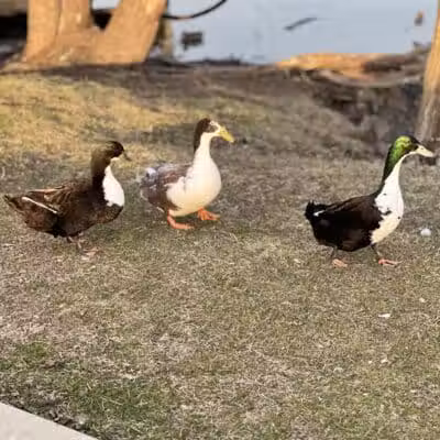 Dawson Pond Park - Pontiac, MI