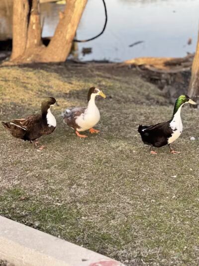 Dawson Pond Park - Pontiac, MI