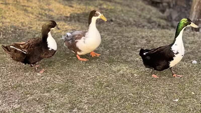 Dawson Pond Park - Pontiac, MI