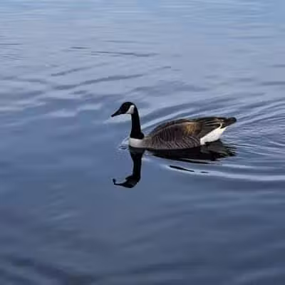 Dawson Pond Park - Pontiac, MI