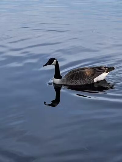 Dawson Pond Park - Pontiac, MI