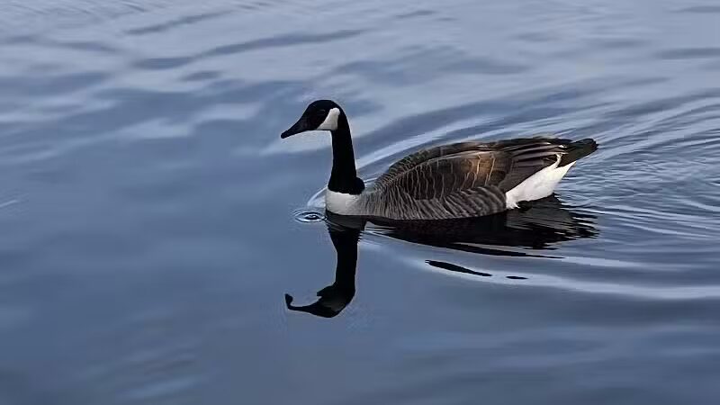 Dawson Pond Park - Pontiac, MI
