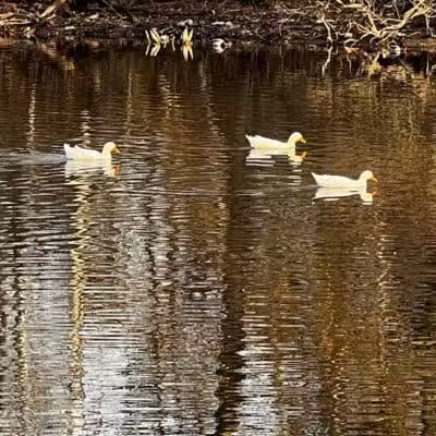 Dawson Pond Park - Pontiac, MI
