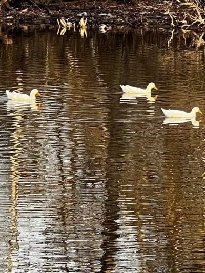 Dawson Pond Park - Pontiac, MI