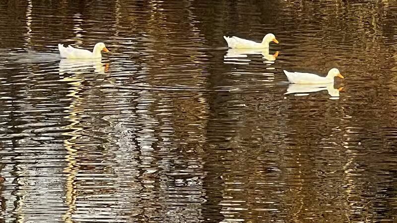 Dawson Pond Park - Pontiac, MI