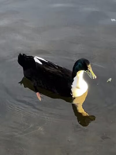 Dawson Pond Park - Pontiac, MI