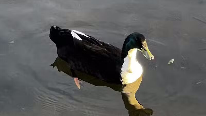Dawson Pond Park - Pontiac, MI