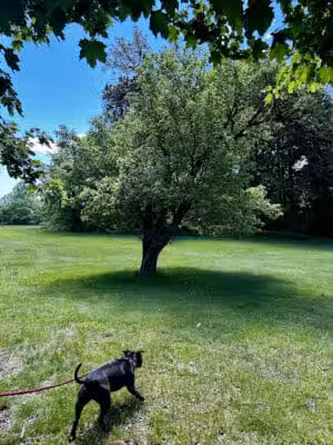 Beaudette Park - Pontiac, MI