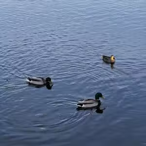 Dawson Pond Park - Pontiac, MI