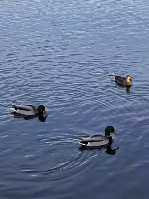 Dawson Pond Park - Pontiac, MI