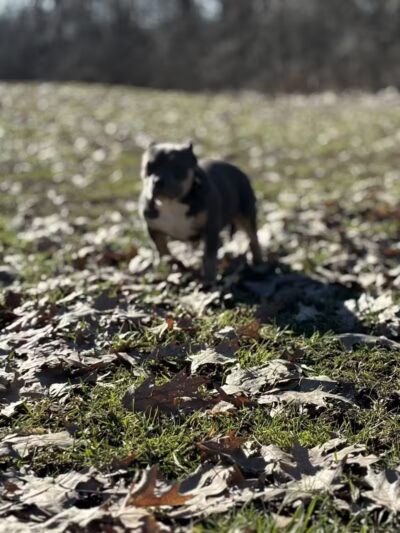 Murphy Park - Pontiac, MI
