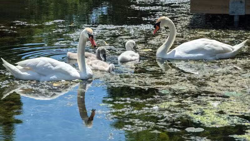 Pontiac Oaks - Pontiac, MI
