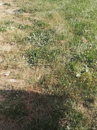 Rotary Park - Pontiac, MI