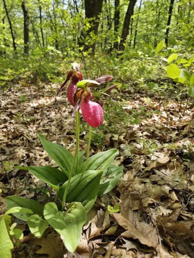 Huron County Nature Center - Port Austin,
