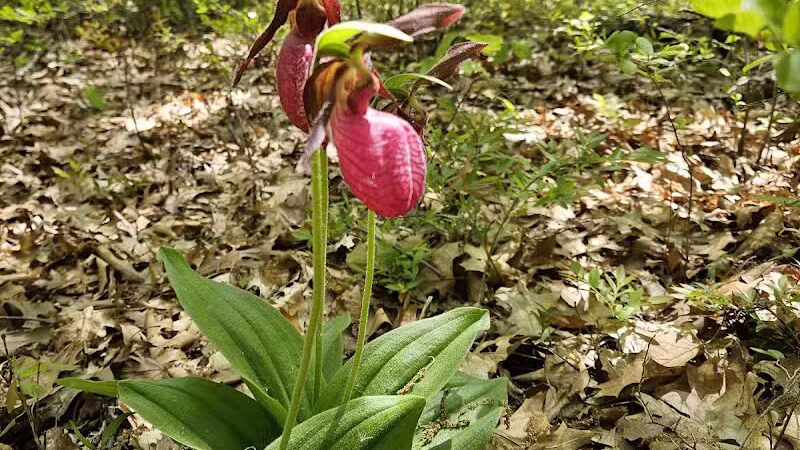 Huron County Nature Center - Port Austin,