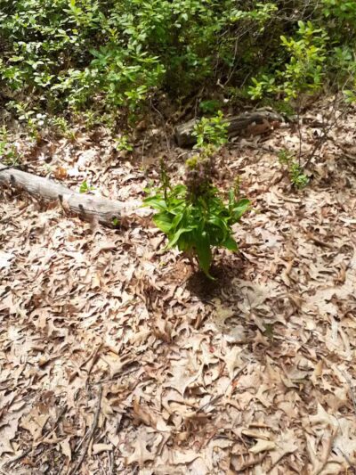 Huron County Nature Center - Port Austin,