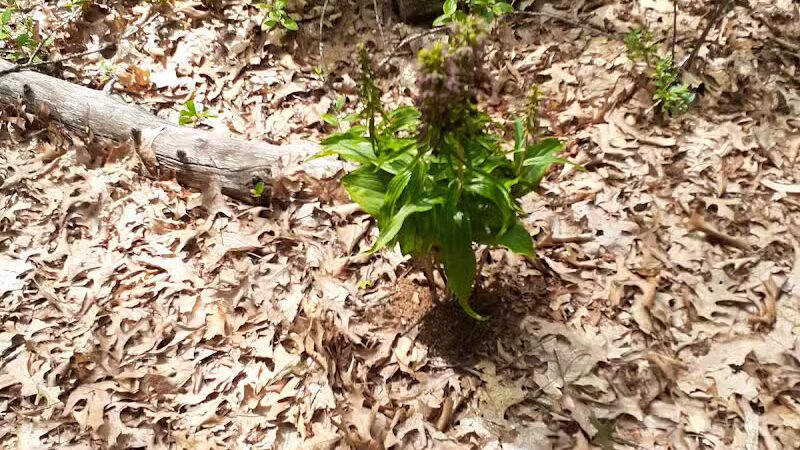 Huron County Nature Center - Port Austin,