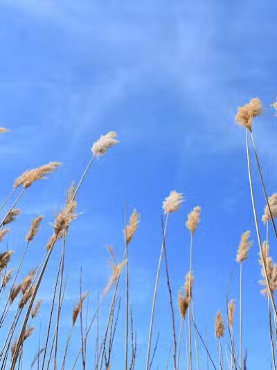 Jenks Roadside Park - Port Austin,