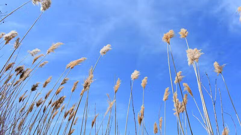 Jenks Roadside Park - Port Austin,