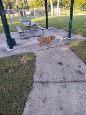 Edgewater Dog Park - Port Charlotte, FL