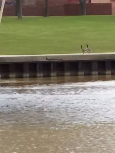 Haynes Park - Port Huron,