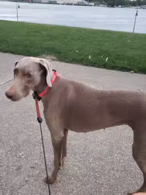 Pine Grove Park - Port Huron,