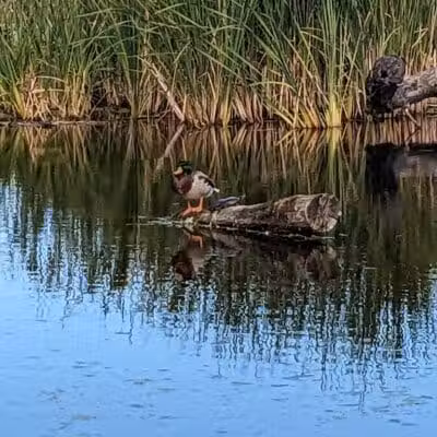 Wetlands County Park - Port Huron,
