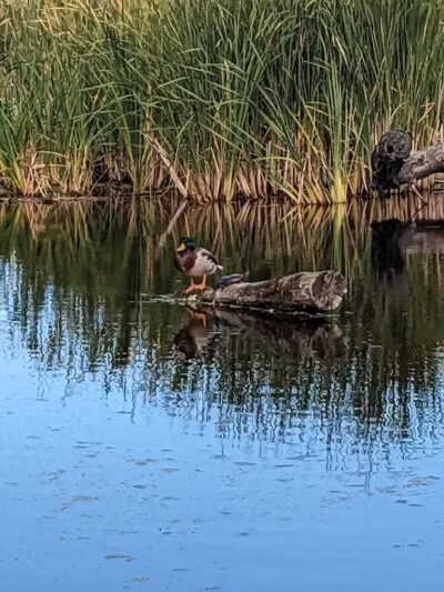 Wetlands County Park - Port Huron,